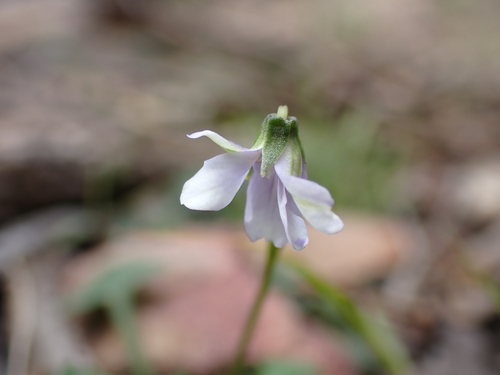Sandstone Violet (Viola silicestris)