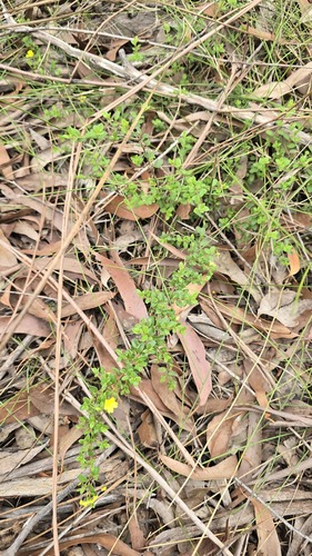 Hibbertia empetrifolia, photograph 2