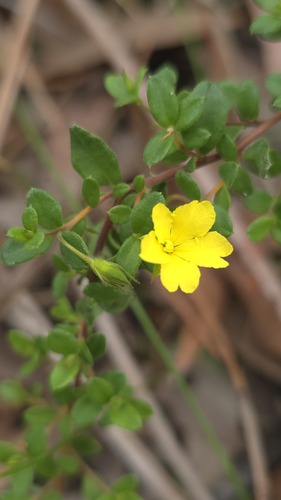 trailing guinea flower (Hibbertia empetrifolia)
