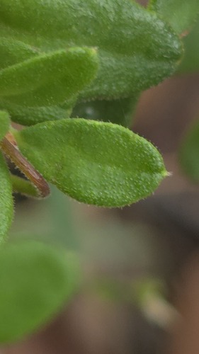 Hibbertia empetrifolia, photograph 3