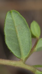 Hibbertia empetrifolia, photograph (c) Petra Holland, some rights reserved (CC BY)