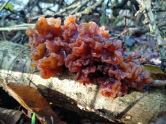 Phaeotremella foliacea