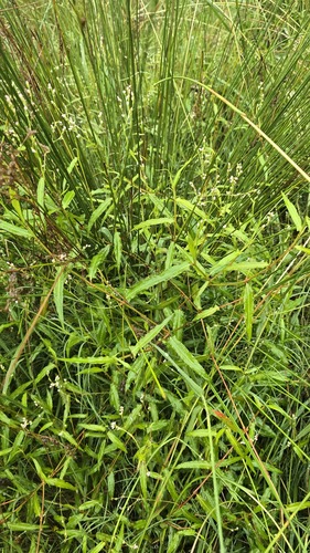 Persicaria praetermissa