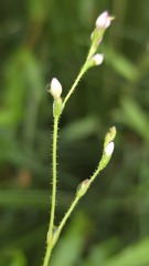 Persicaria praetermissa, photograph (c) Petra Holland, some rights reserved (CC BY)