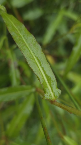 Persicaria praetermissa, photograph 3