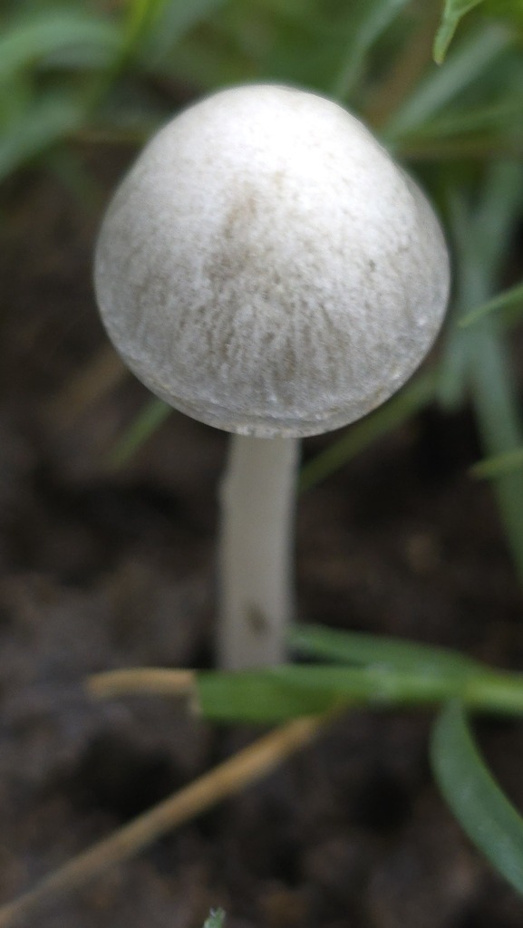 Panaeolus antillarum · February 2026 · photo: © xanthosia (iNaturalist, cc-by)