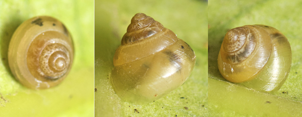 Tropical Beehive Snail