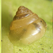 Tropical Beehive Snail - Photo (c) tjeales, some rights reserved (CC BY-SA), uploaded by tjeales