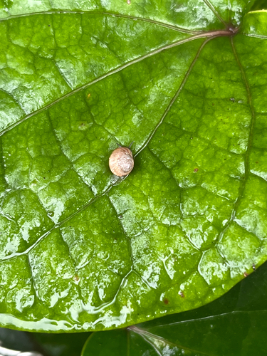 Aphanoconia observed 2026-02-27
