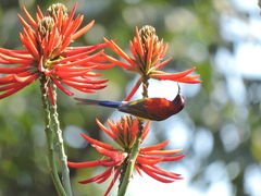 Aethopyga gouldiae