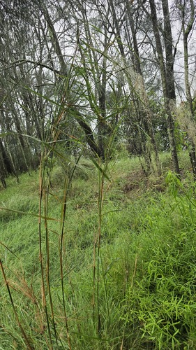 bamboo grass (Austrostipa ramosissima)