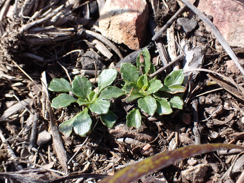 Dwarf Violet (Viola improcera)