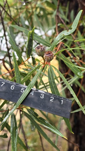 narrow-leaved apple (Angophora bakeri)