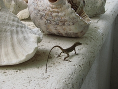 Anolis scriptus