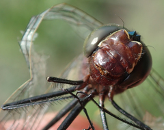 Phyllomacromia contumax