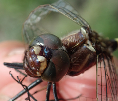 Phyllomacromia contumax