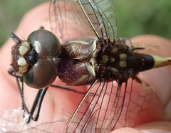 Phyllomacromia contumax