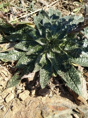 Echium asperrimum