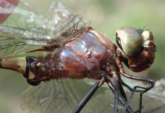 Phyllomacromia contumax