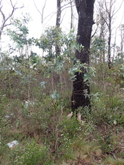 Eucalyptus nitens, photograph (c) Nina Kerr, some rights reserved (CC BY)