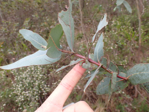 Eucalyptus nitens, photograph 6