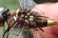 Phyllomacromia contumax