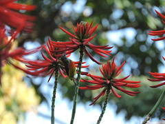Aethopyga gouldiae