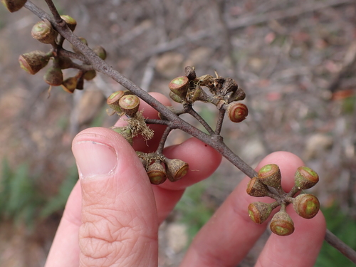 Eucalyptus fastigata