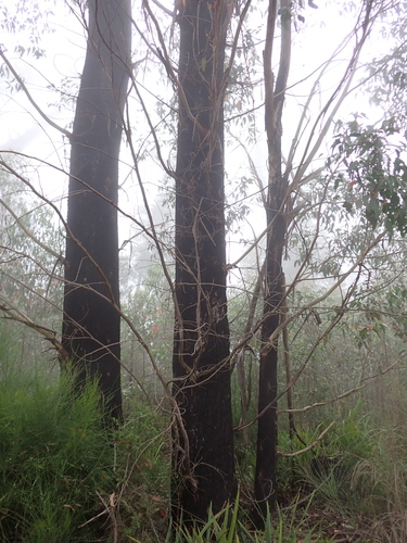 Eucalyptus fastigata, photograph 1