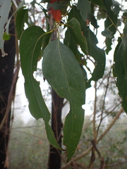 Eucalyptus fastigata, photograph (c) Nina Kerr, some rights reserved (CC BY)