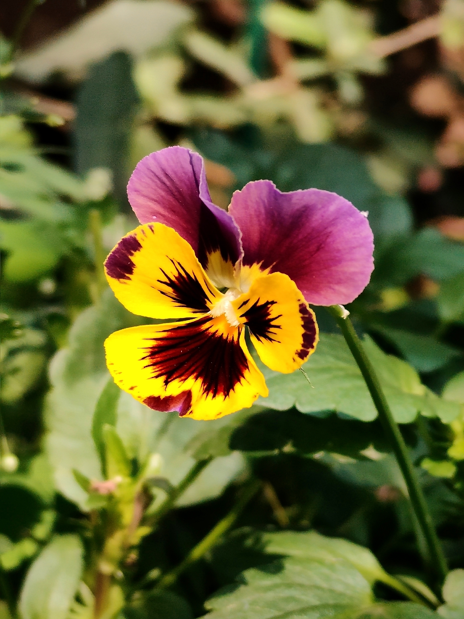 Pansy