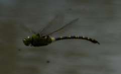 Anax tristis