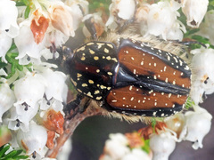 Trichostetha fuscorubra