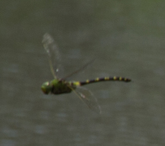 Anax tristis