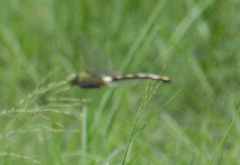Anax tristis