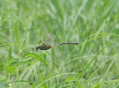 Anax tristis