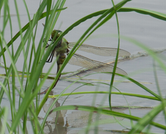 Anax tristis