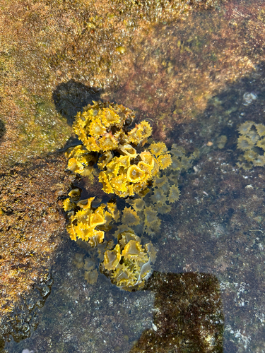 Turbinaria ornata observed 2026-02-26