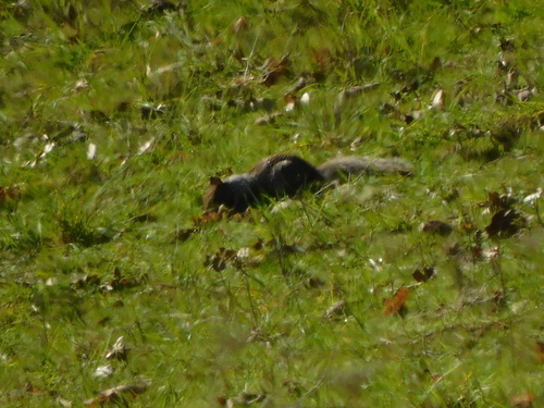 Douglas's Ground Squirrel observed by pondgators