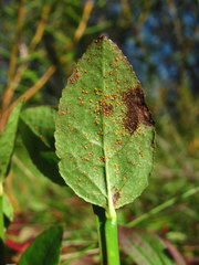 Naohidemyces vacciniorum