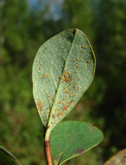 Naohidemyces vacciniorum