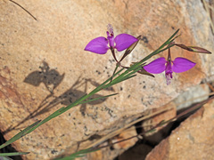 Polygala refracta