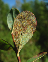 Naohidemyces vacciniorum