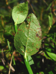 Naohidemyces vacciniorum