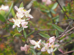 Lachnaea burchellii