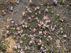 Lachnaea burchellii