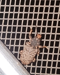 Rhinaria tragocephala