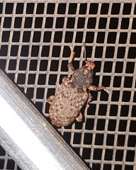 Rhinaria tragocephala