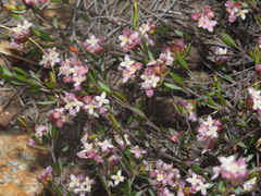 Lachnaea burchellii