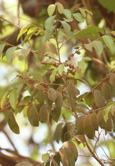 Putranjiva roxburghii